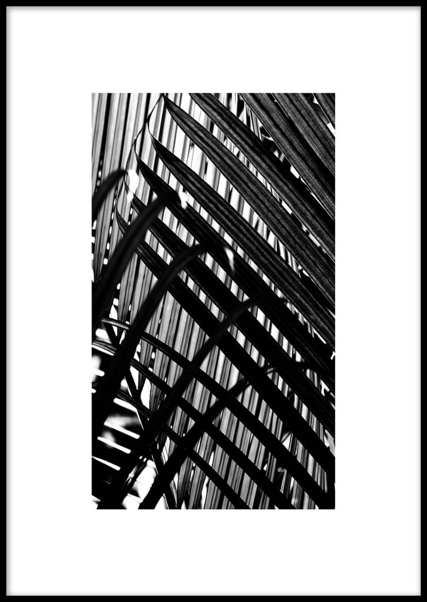 Framed* Black Palm no. 2 Poster