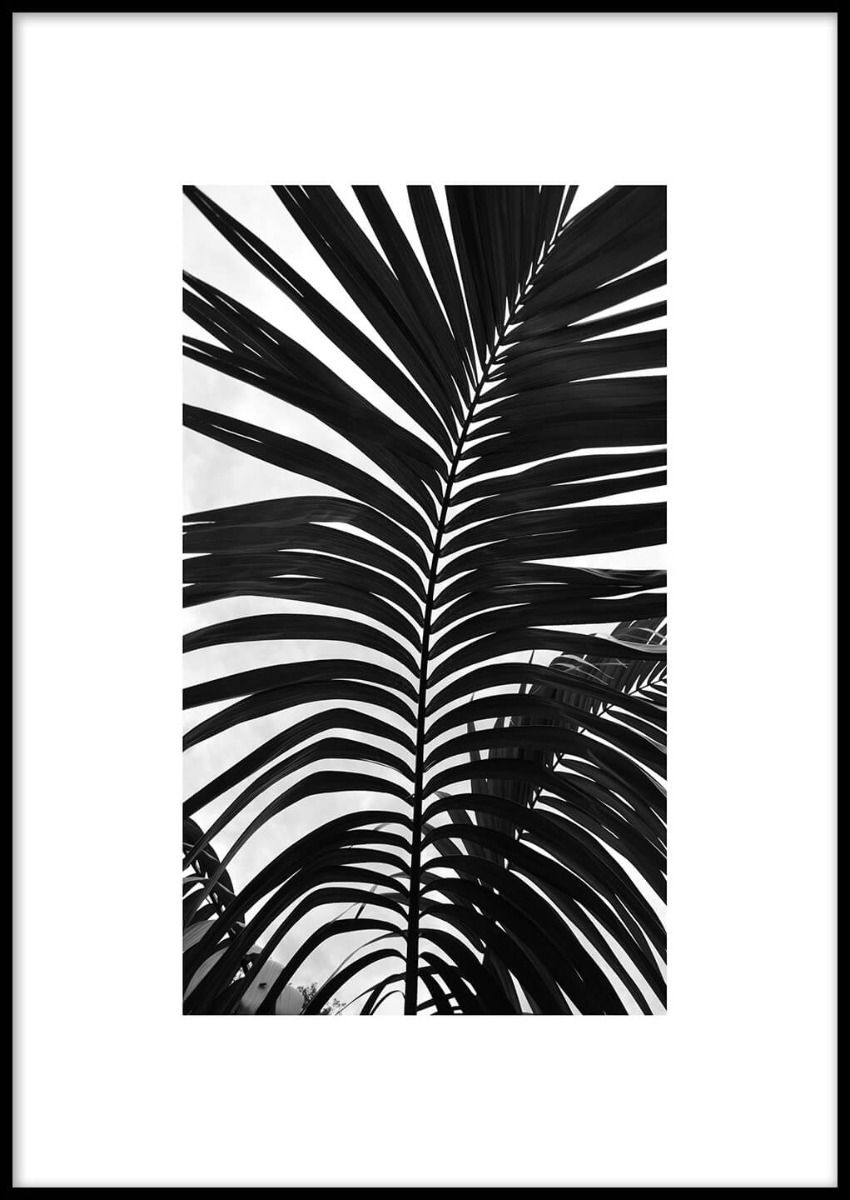 Framed* Black Palm no. 1 Poster